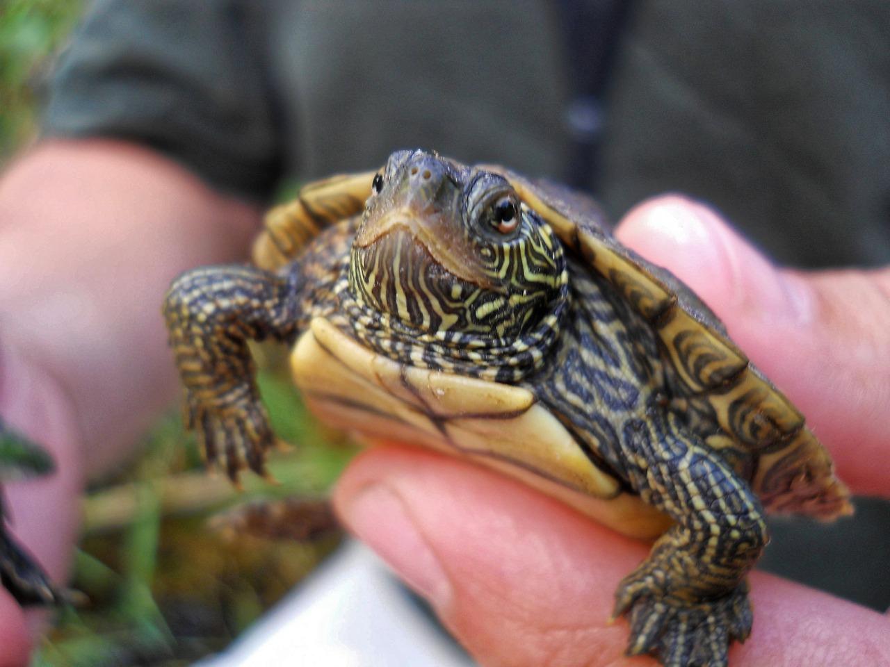 Can You Hold A Map Turtle?