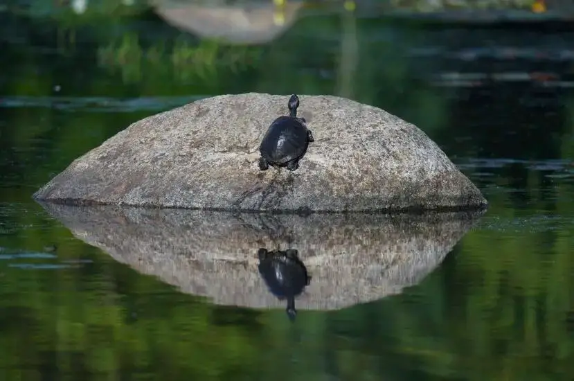 How Do Turtles Sleep Underwater?