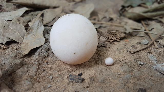 When Do Map Turtles Lay Eggs?