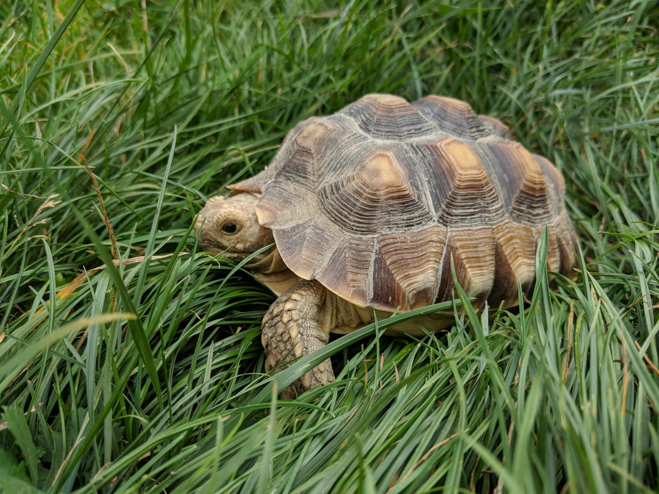 Where To Buy Sulcata Tortoise?