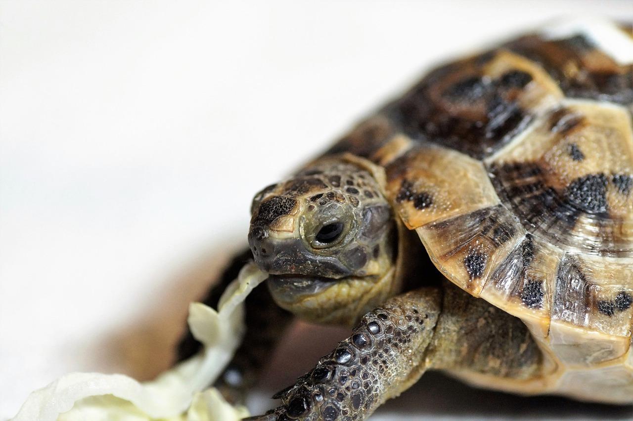 Can Turtles & Tortoises Eat Bananas?