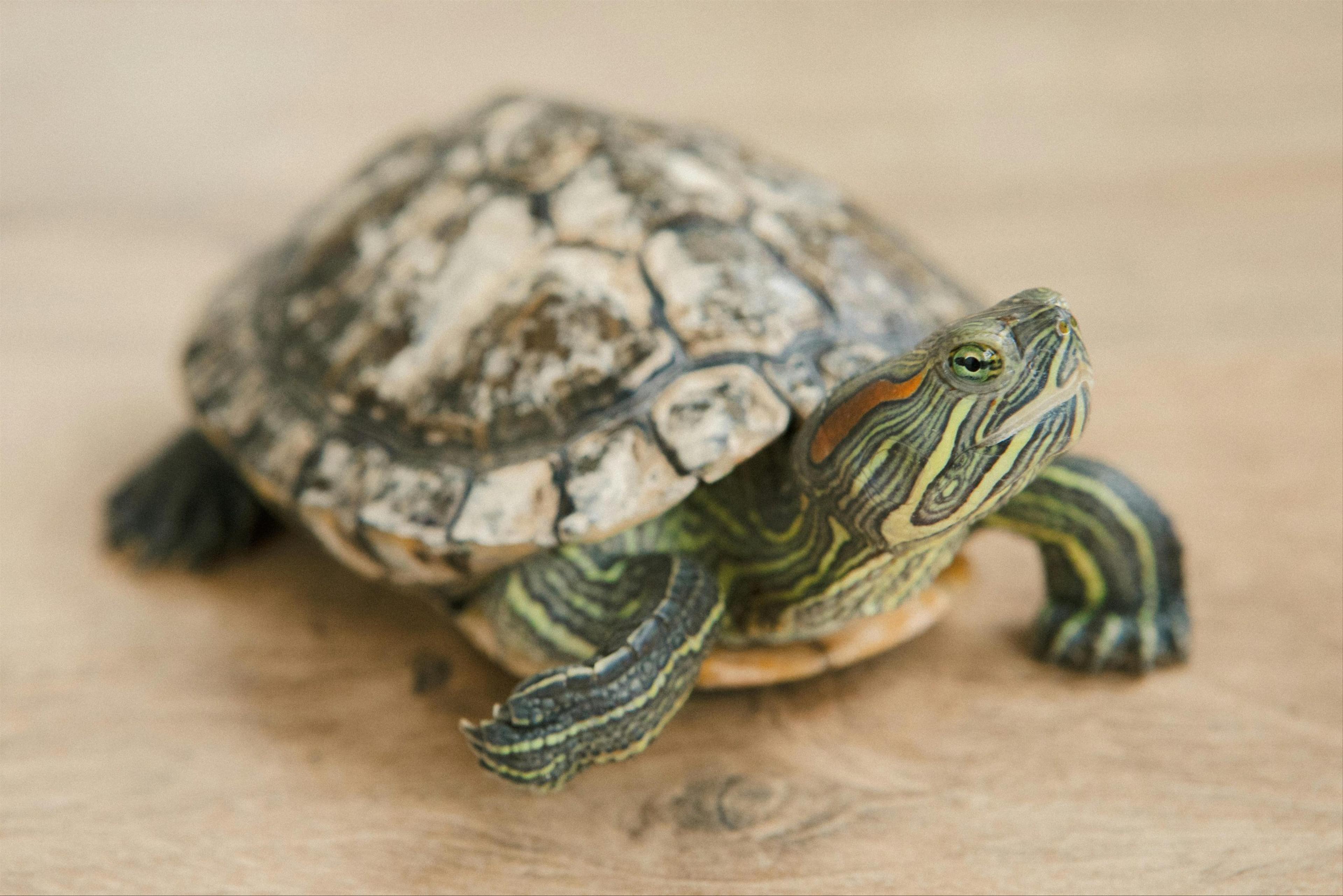 Can Turtles & Tortoises Eat Bread?