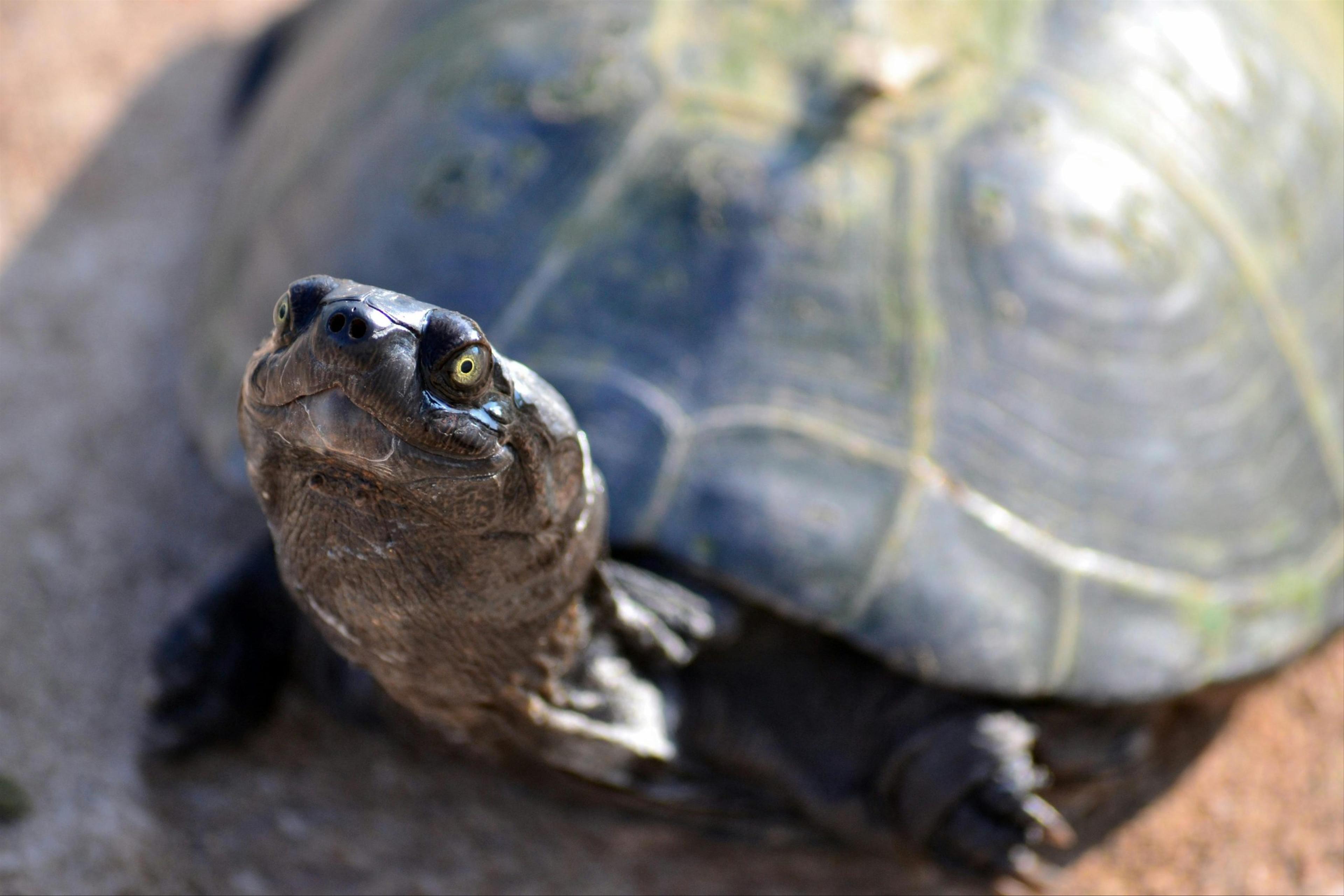 What Are The Defense Mechanisms Of Turtles?