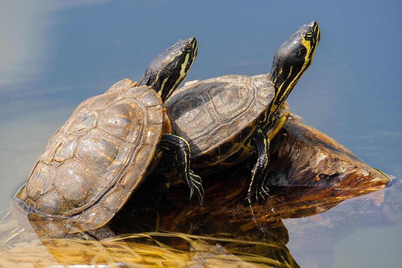 Do Turtles Need A Dock?