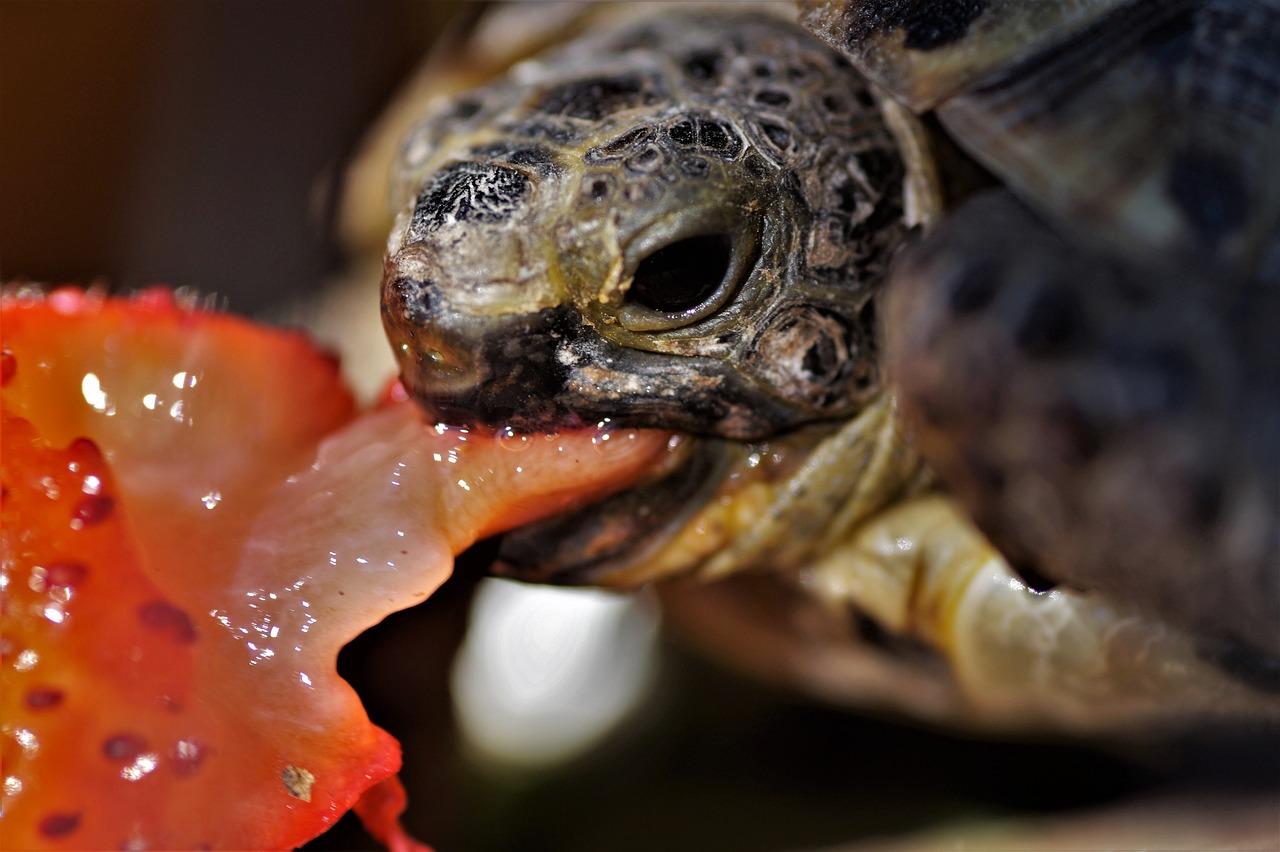 What Human Foods Can Turtles Eat? [Food Chart]