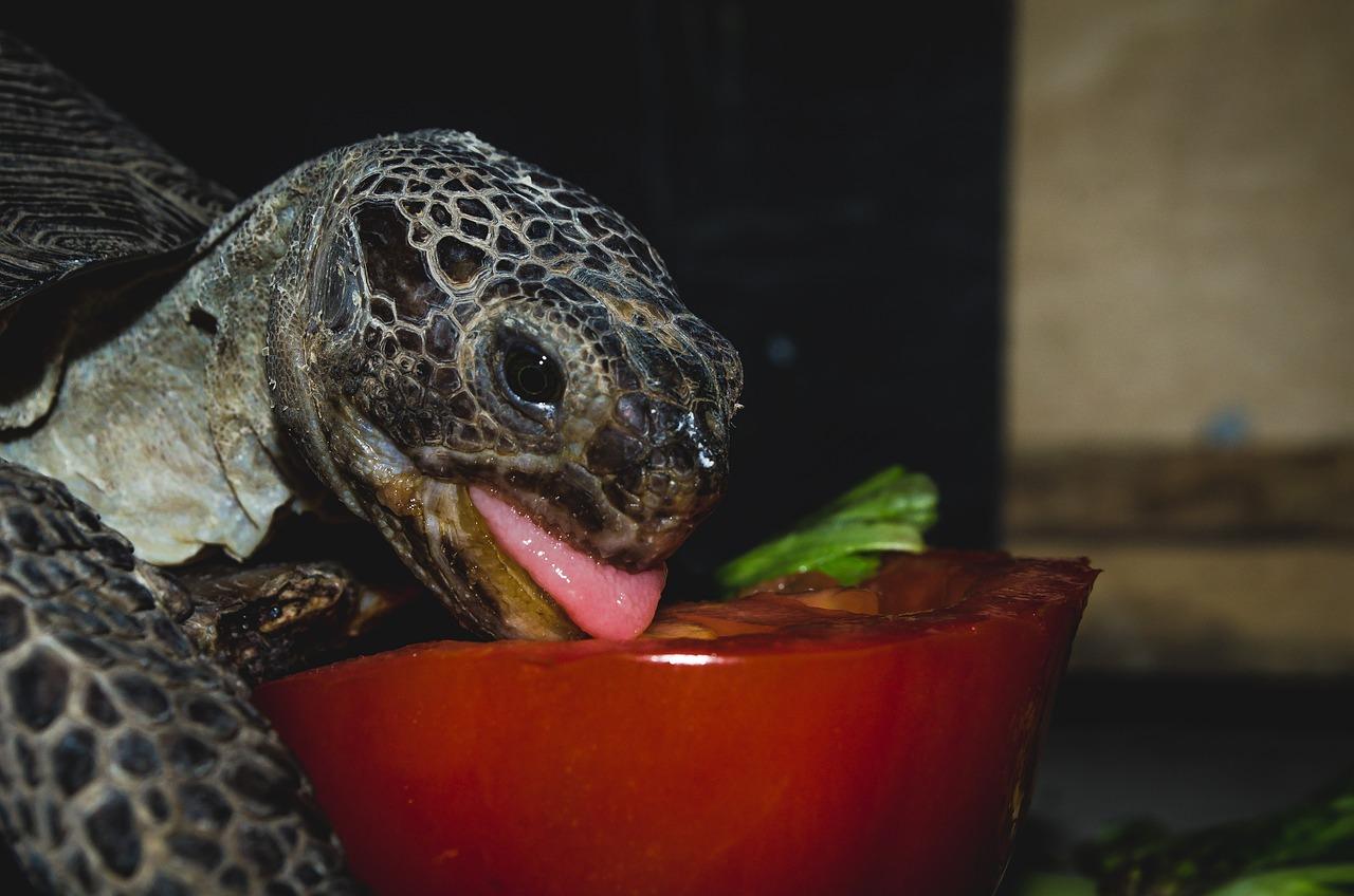 How Long Does Turtle Food Last?