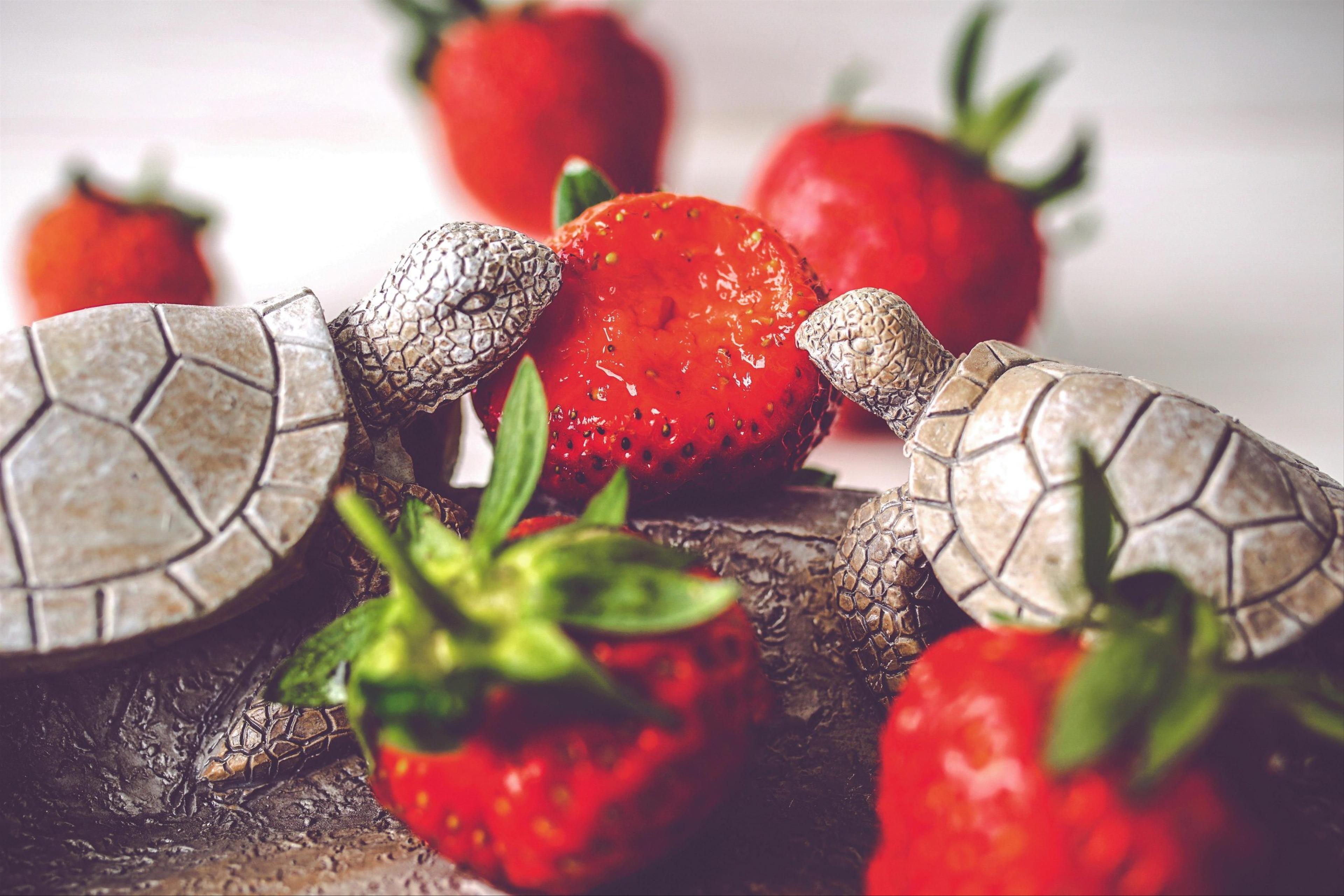 Can Turtles & Tortoises Eat Strawberries?