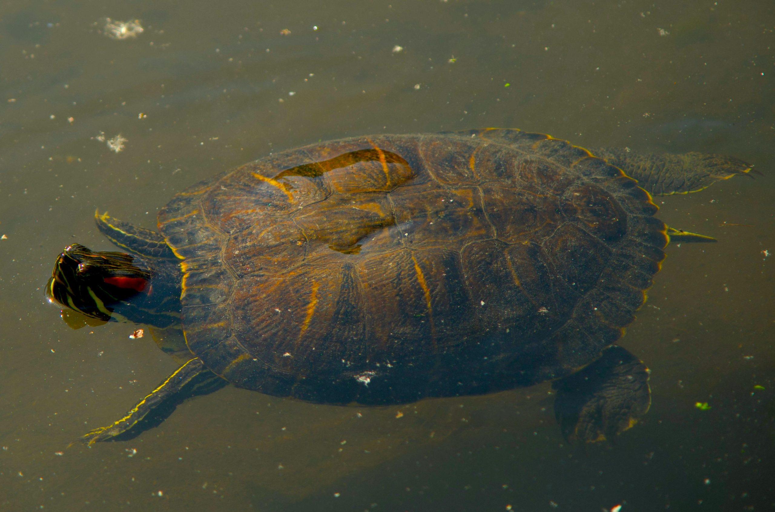 Why Does My Turtle Swim Towards Me?