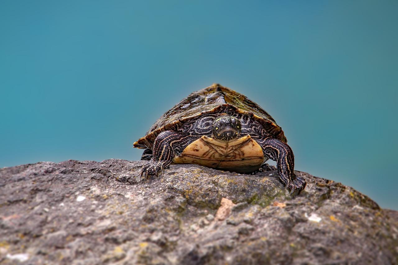 Can A Box Turtle Survive In A Fish Tank?