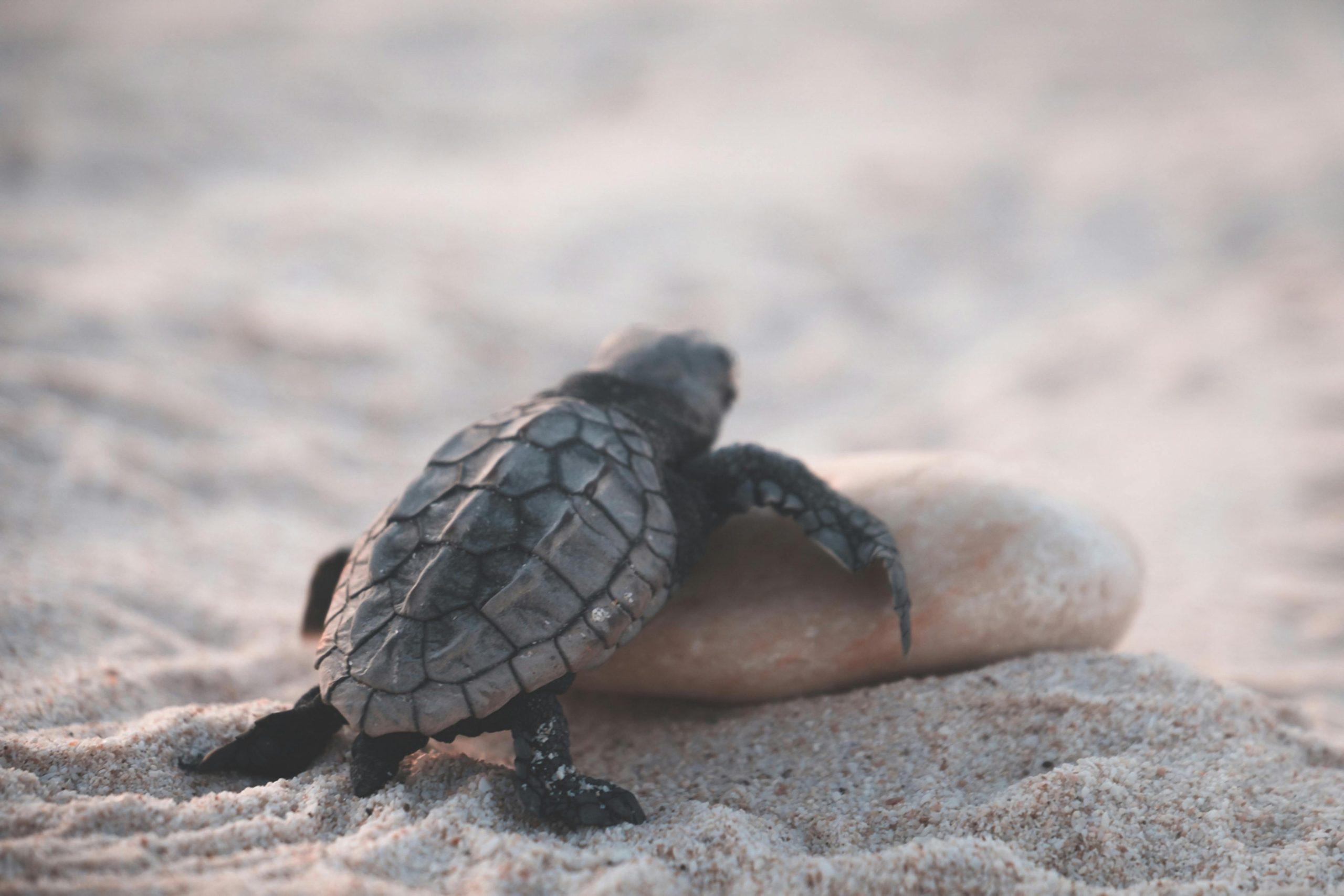 5 Reasons Tortoises Refuse To Eat In Winter