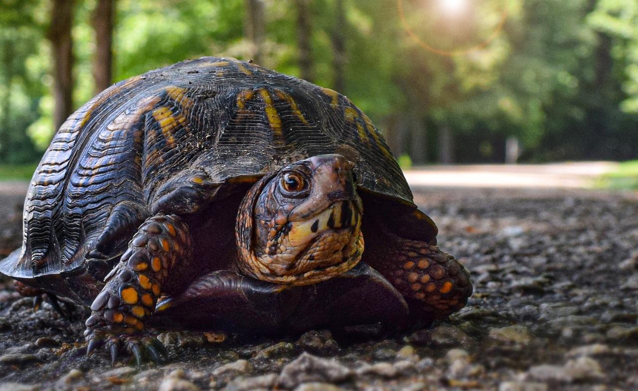 5 Tortoise Shell Problems & Way To Treat Them