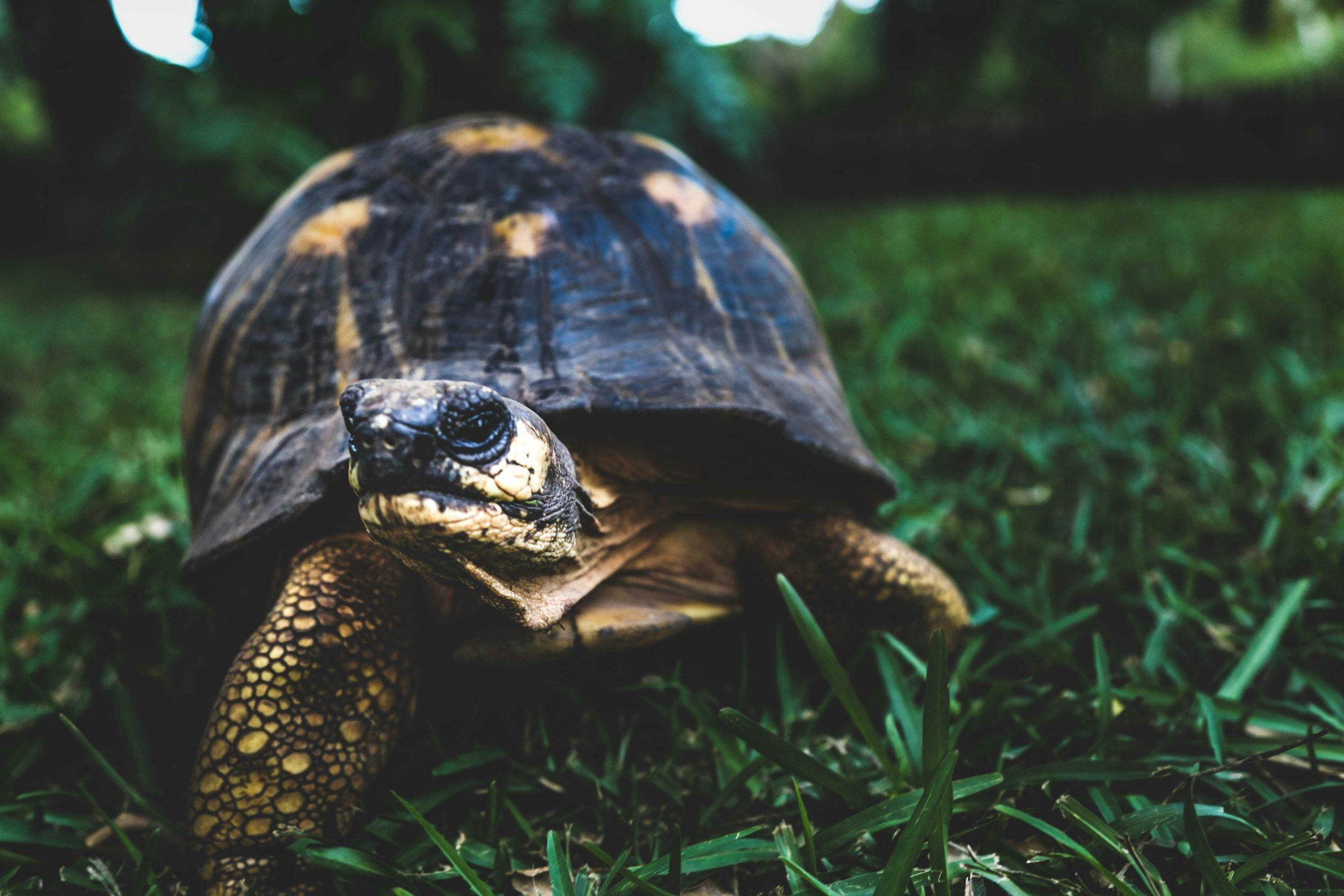 Can Turtles & Dogs Get Along?