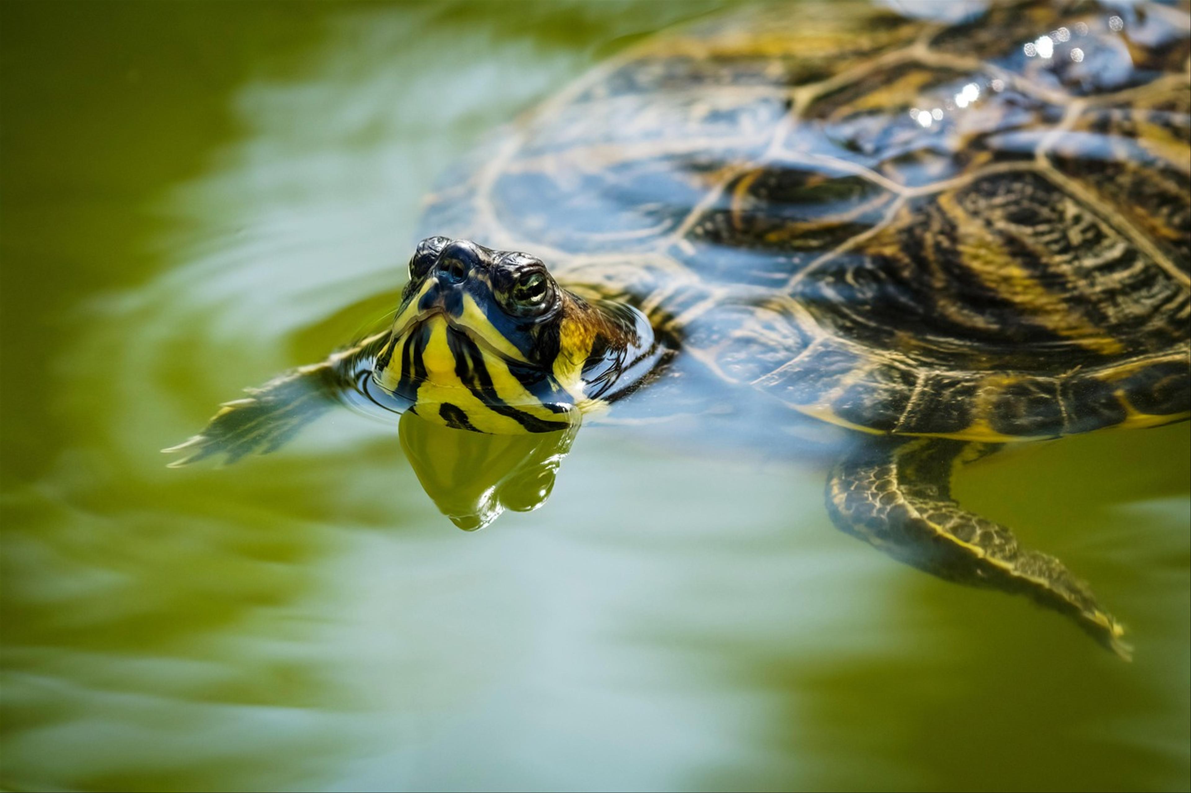 What’s The Best Floating Turtle Dock For Ponds?