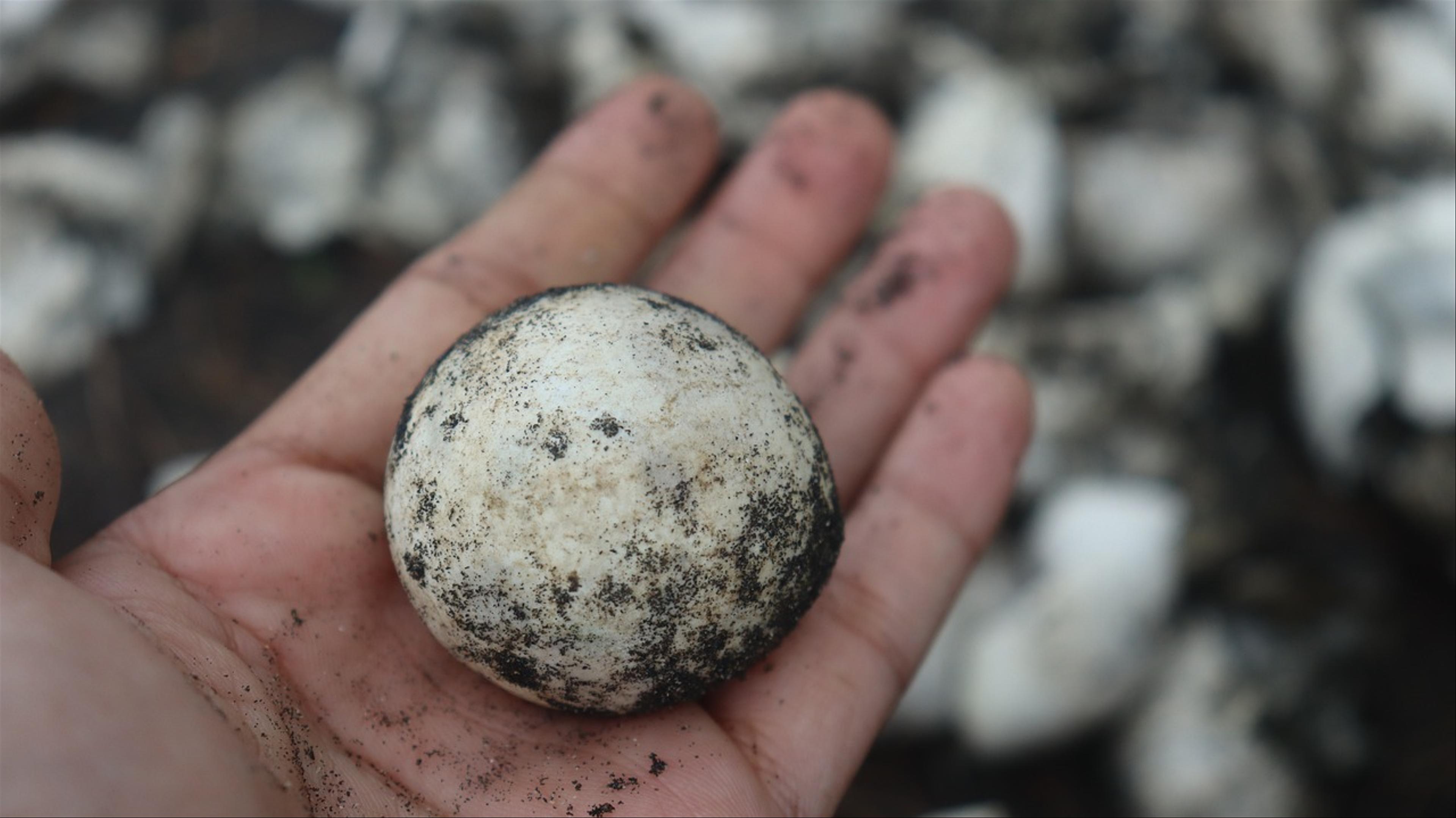 Can You Eat Turtle Eggs?