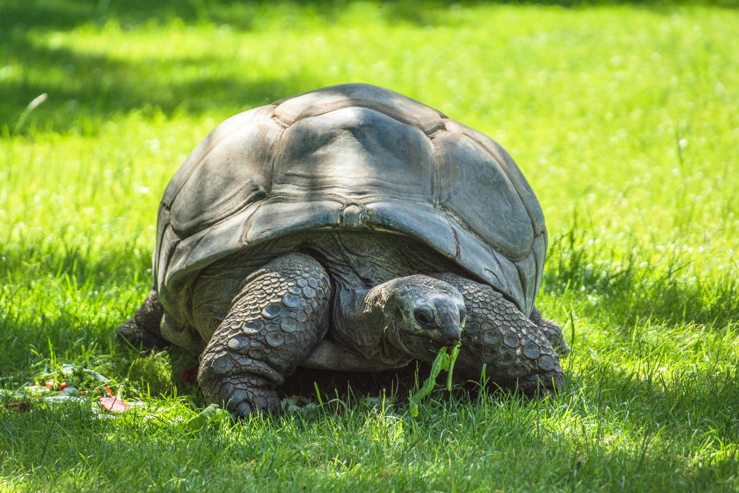 Can Turtles & Tortoises Eat Watermelon?