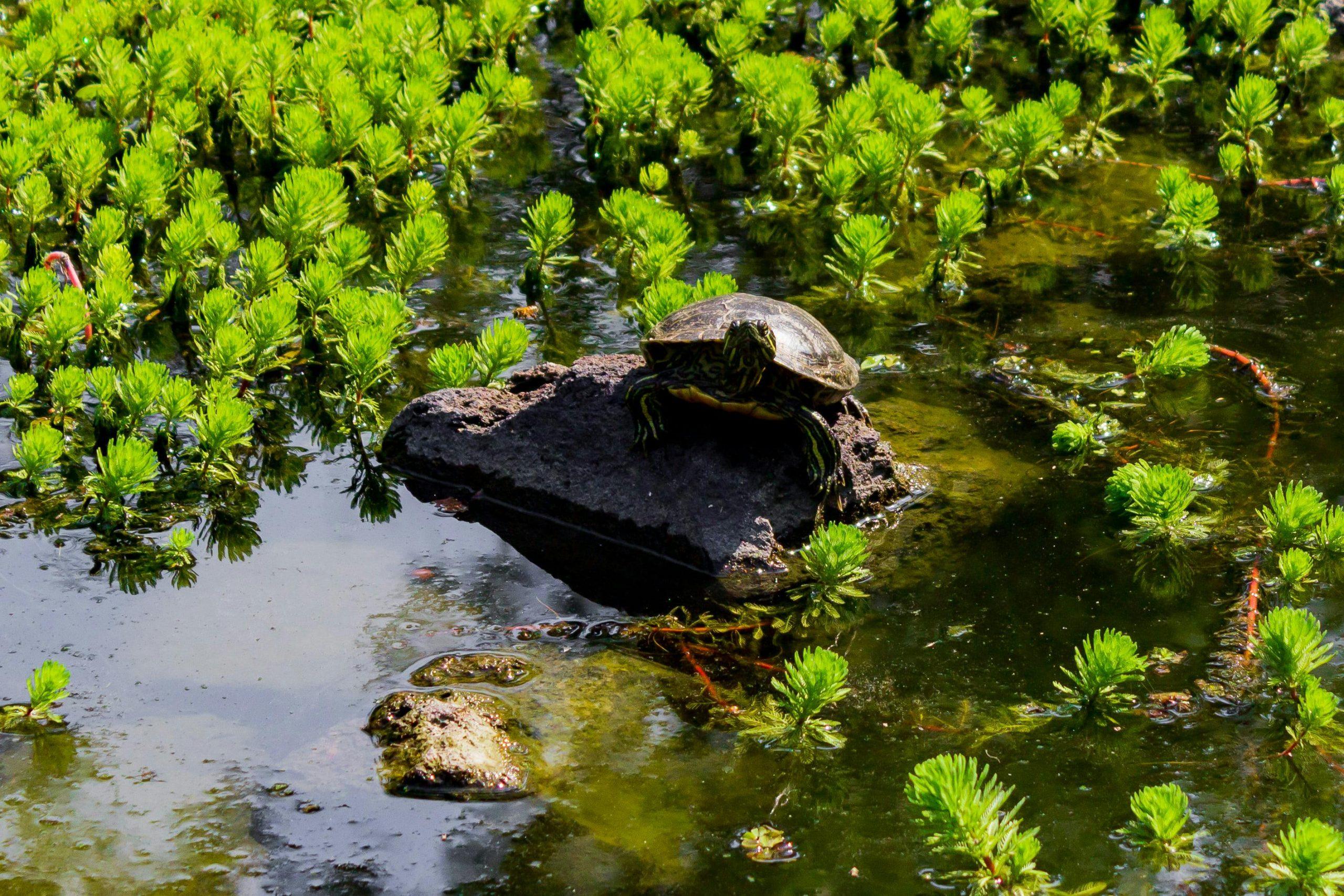 Where Do Painted Turtles Live?