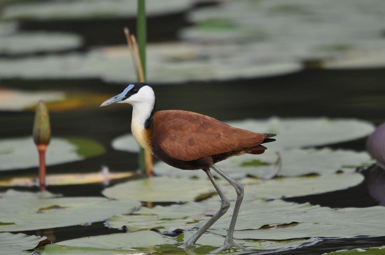 African Jacana(Actophilornis Africanus)