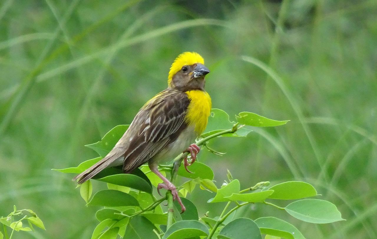 Baya (Ploceus philippinus)