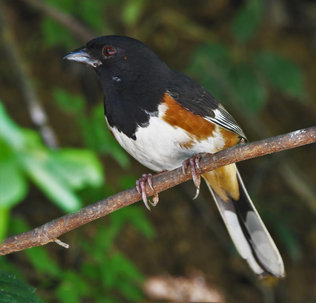 Towhee (Pipilo erythrophthalmus)