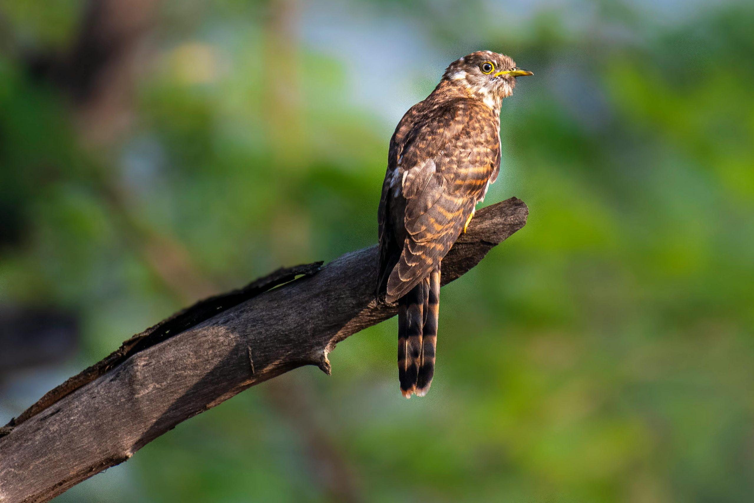 Cuckoo (Cuculidae)