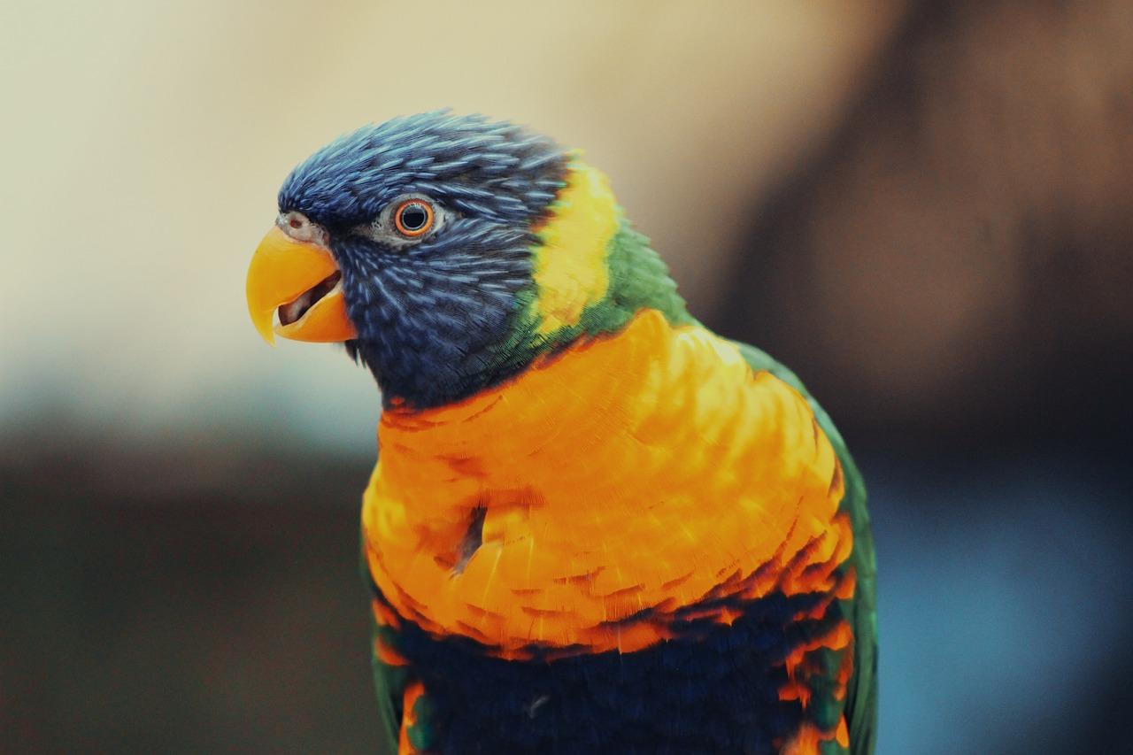 Lorikeet