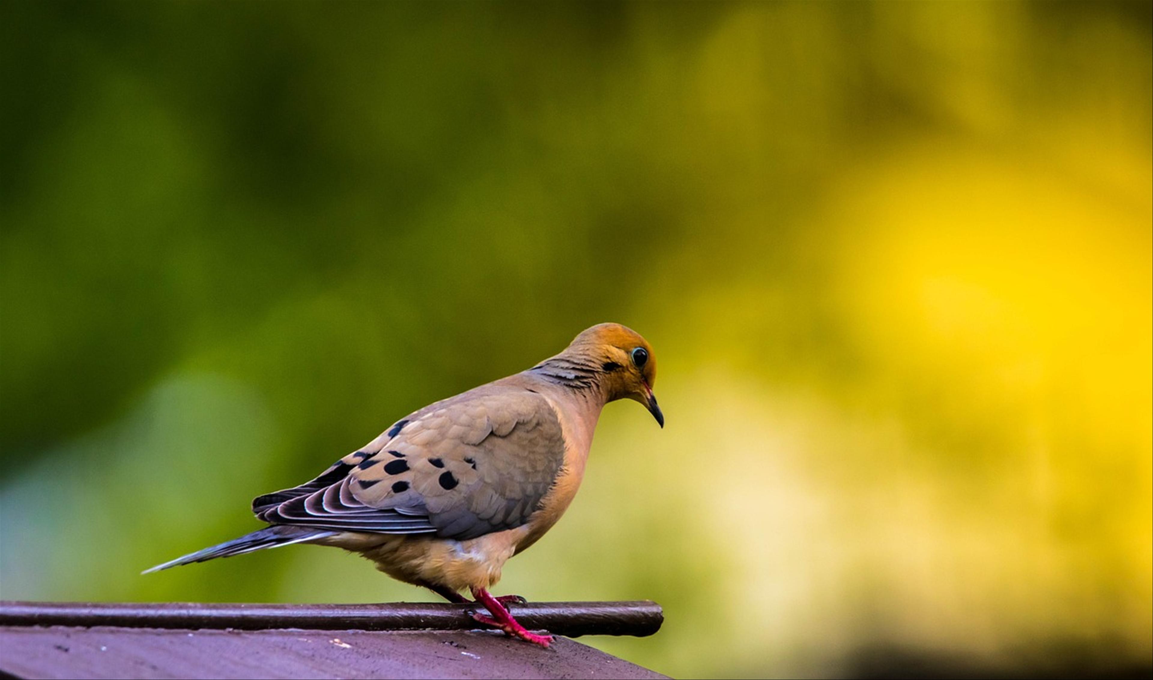 Mourning Dove (Zenaida macroura)