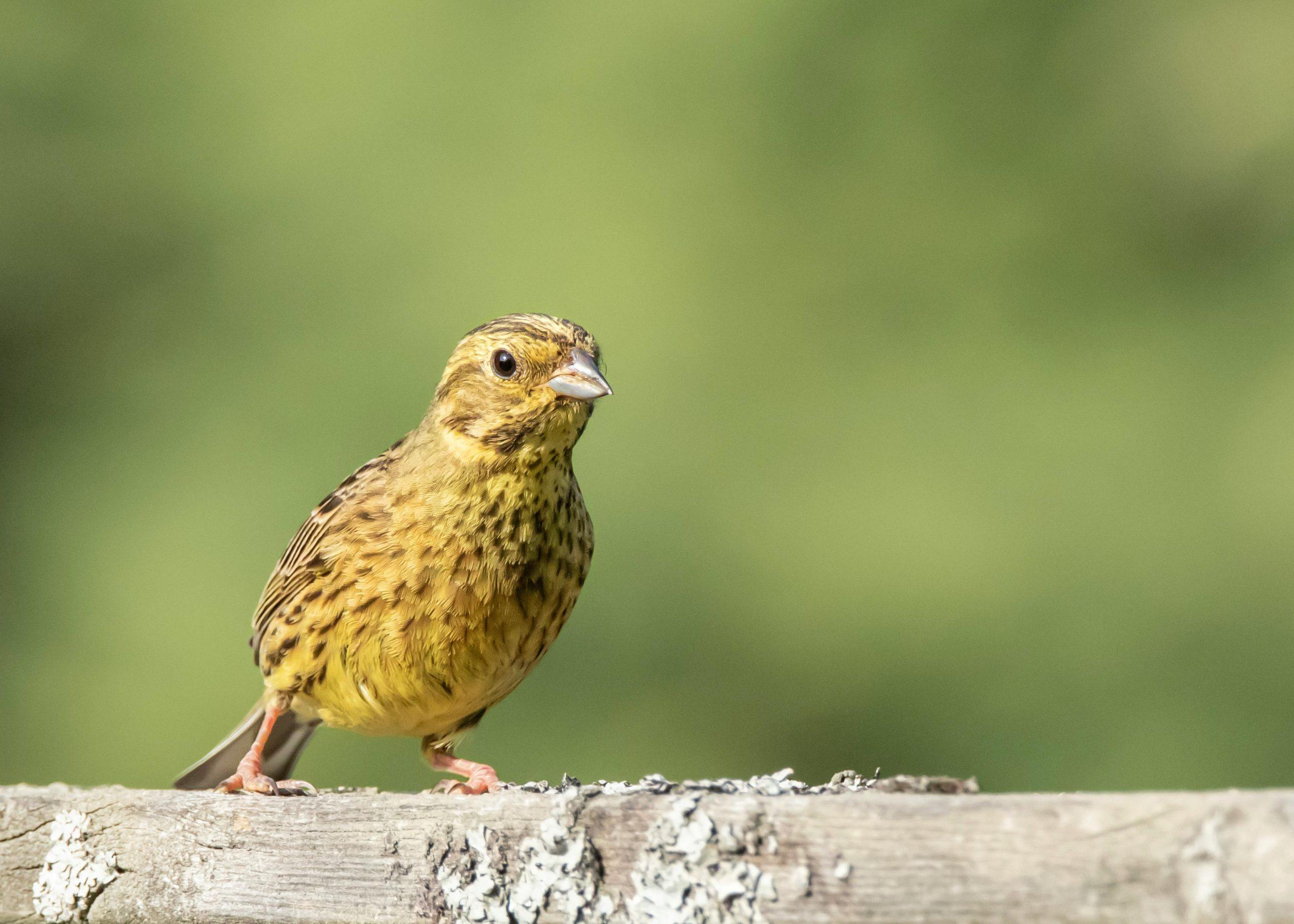 Yellowhammer (Emberiza citrinella)