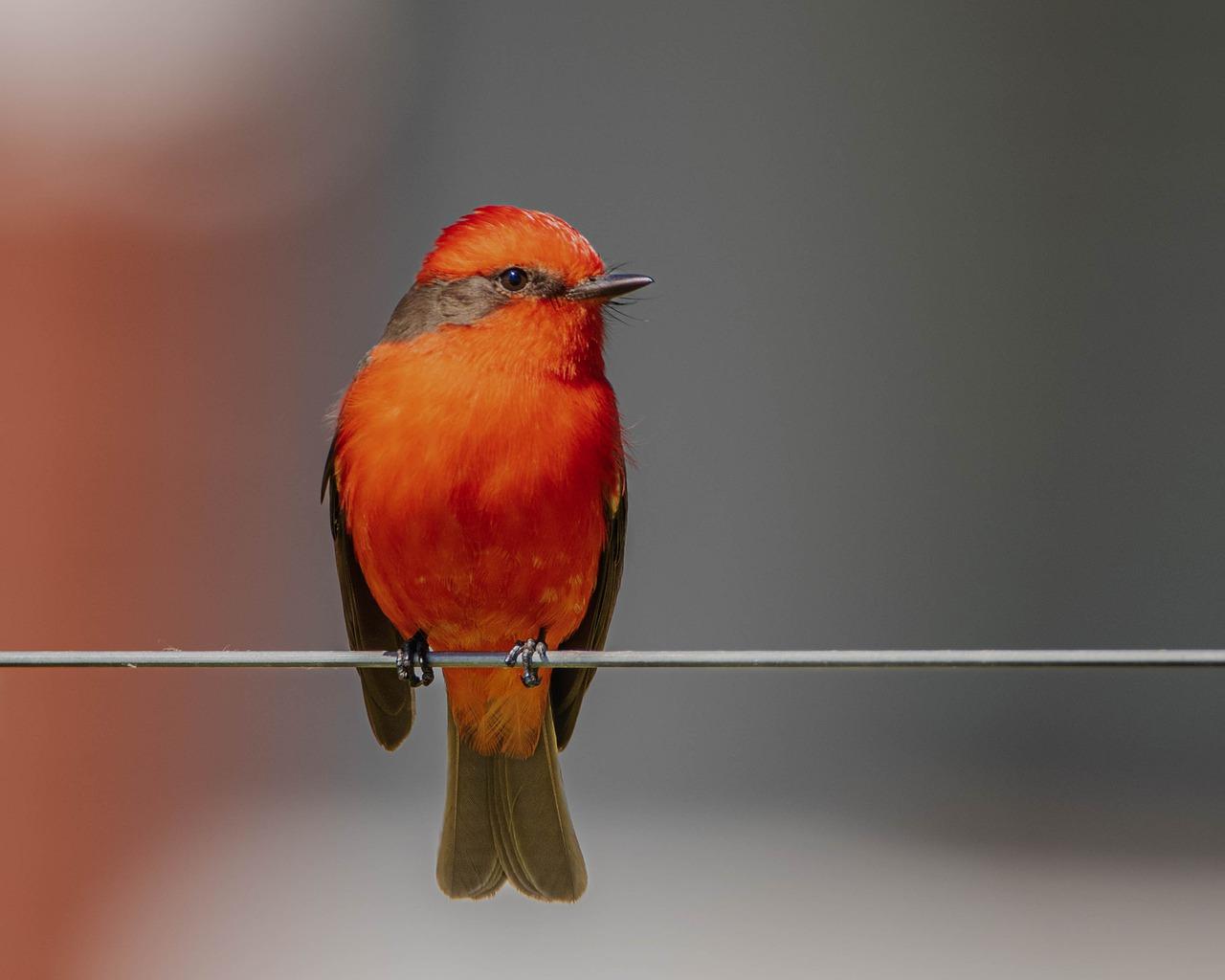 Vermilion Flycatcher (Pyrocephalus obscurus)