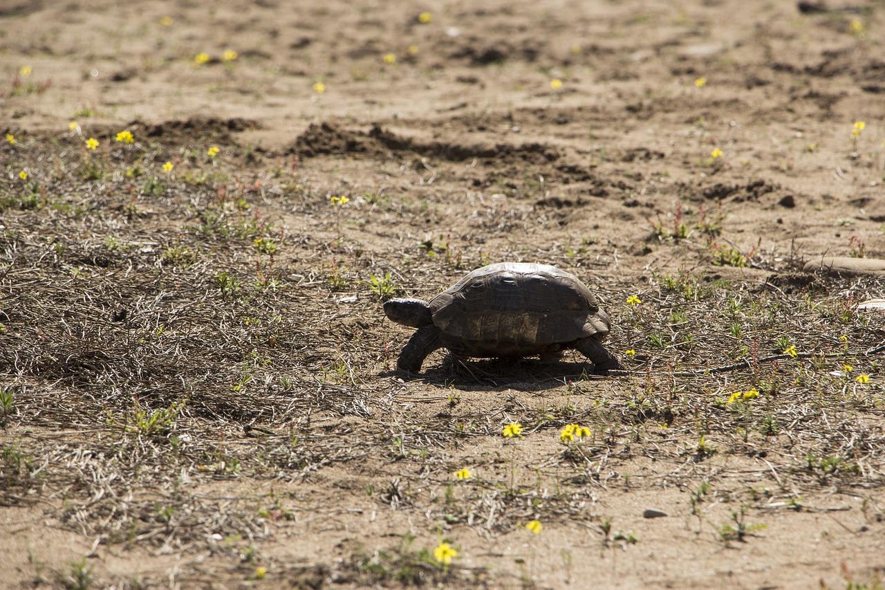 Is It Normal For Tortoise To Shed Skin?