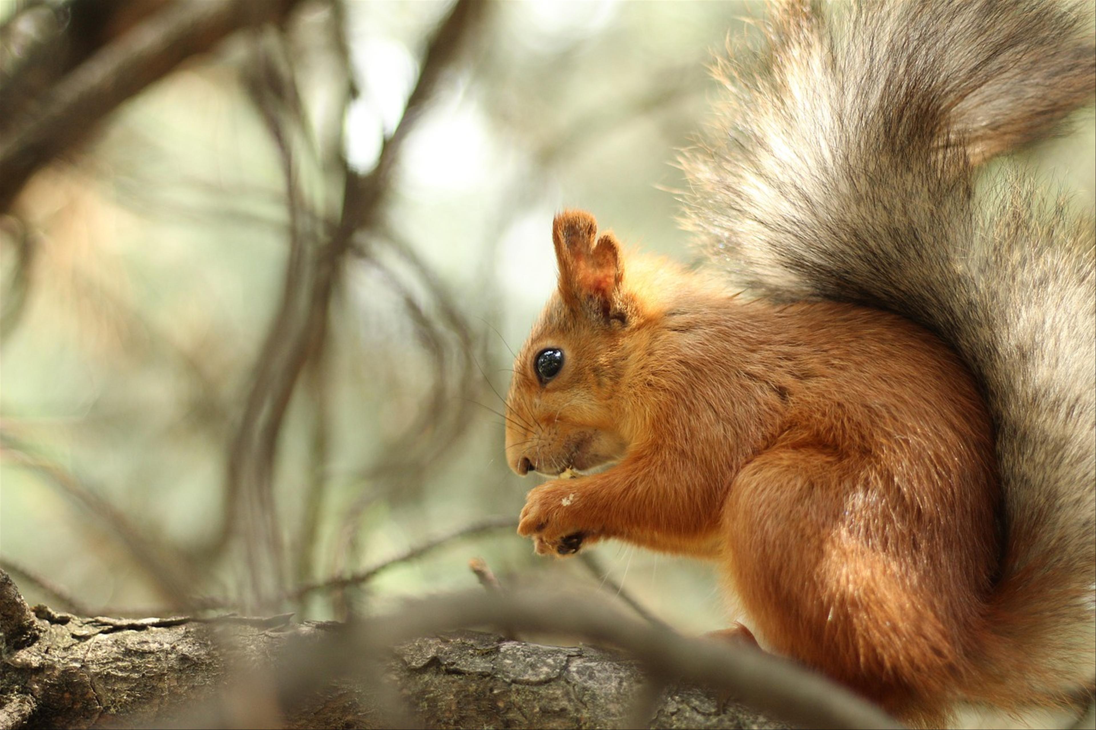 Do Squirrels Eat Turtle Eggs?