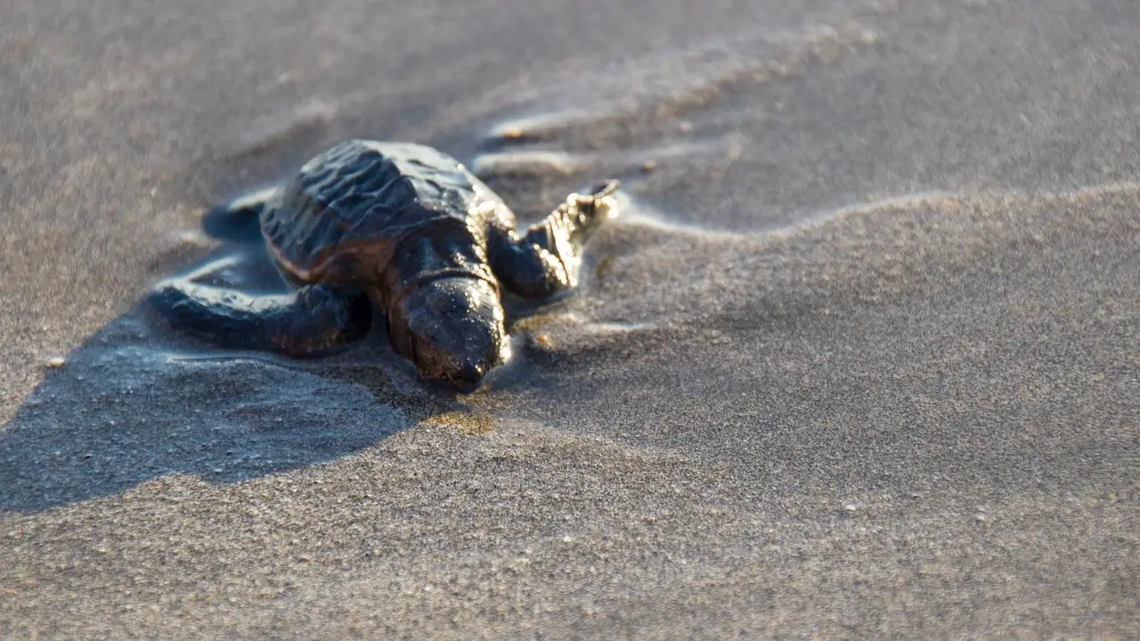 What Do Baby Turtles Eat In The Wild?