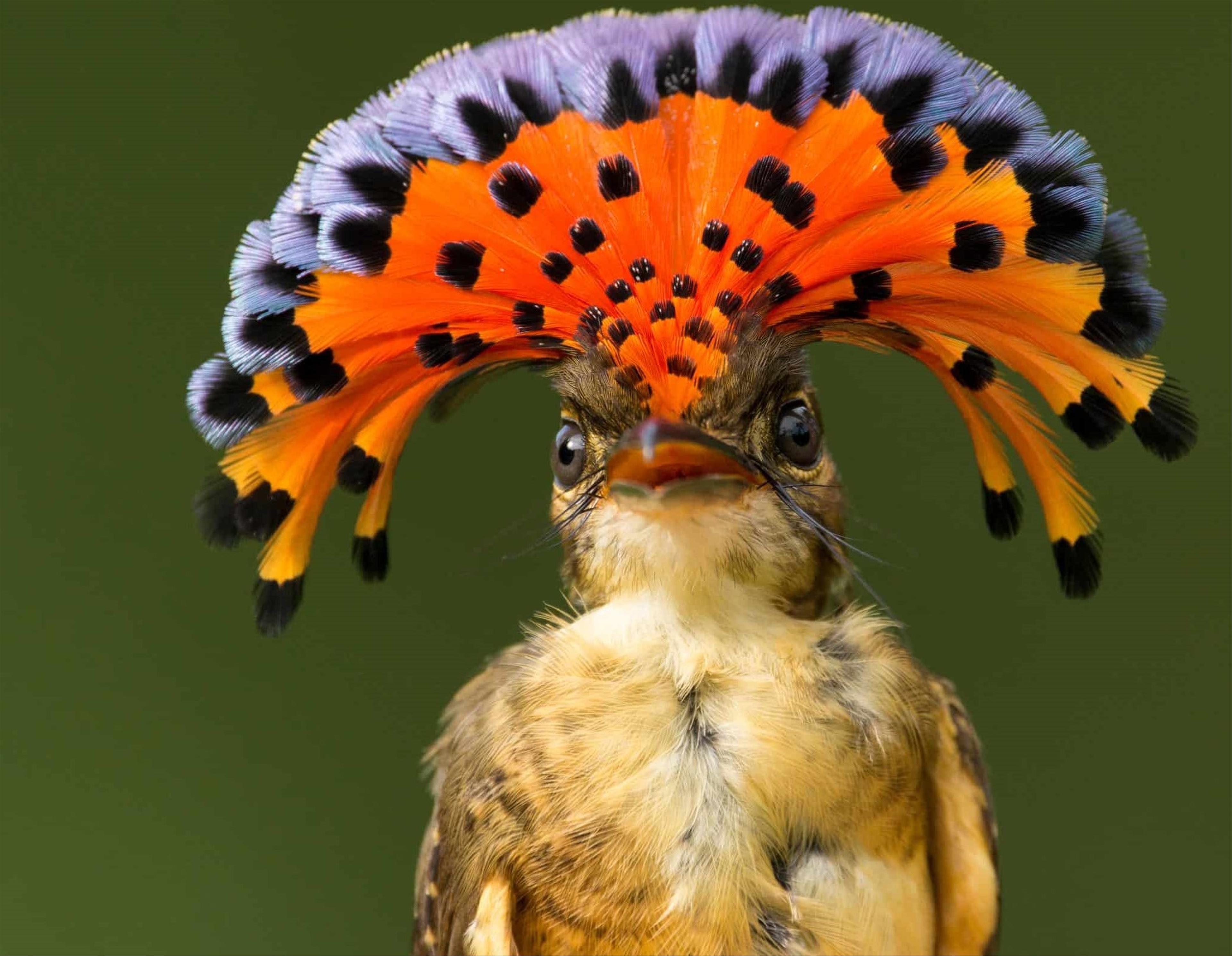 Amazonian Royal Flycatcher