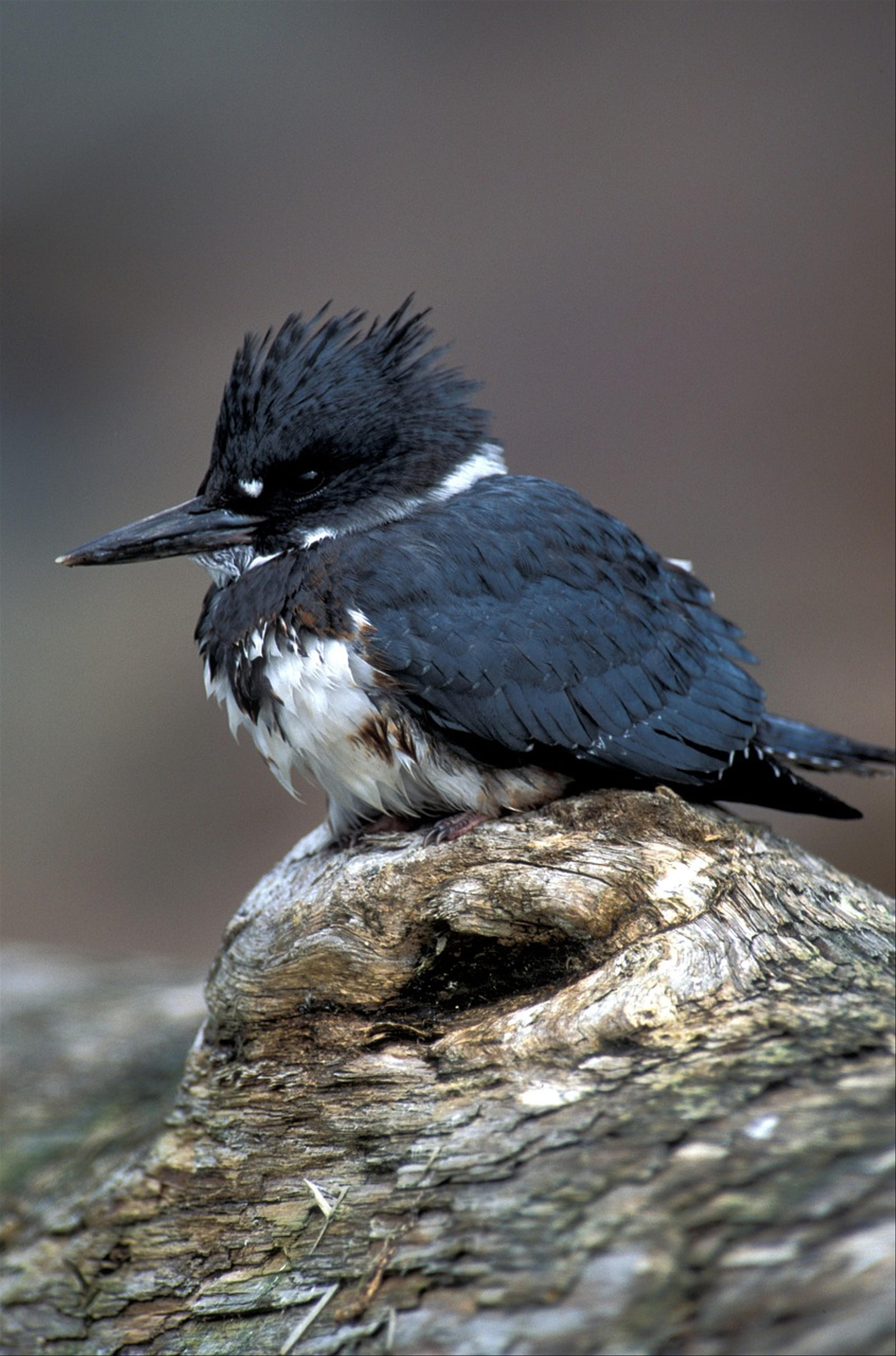 Belted Kingfisher (M. alcyon)