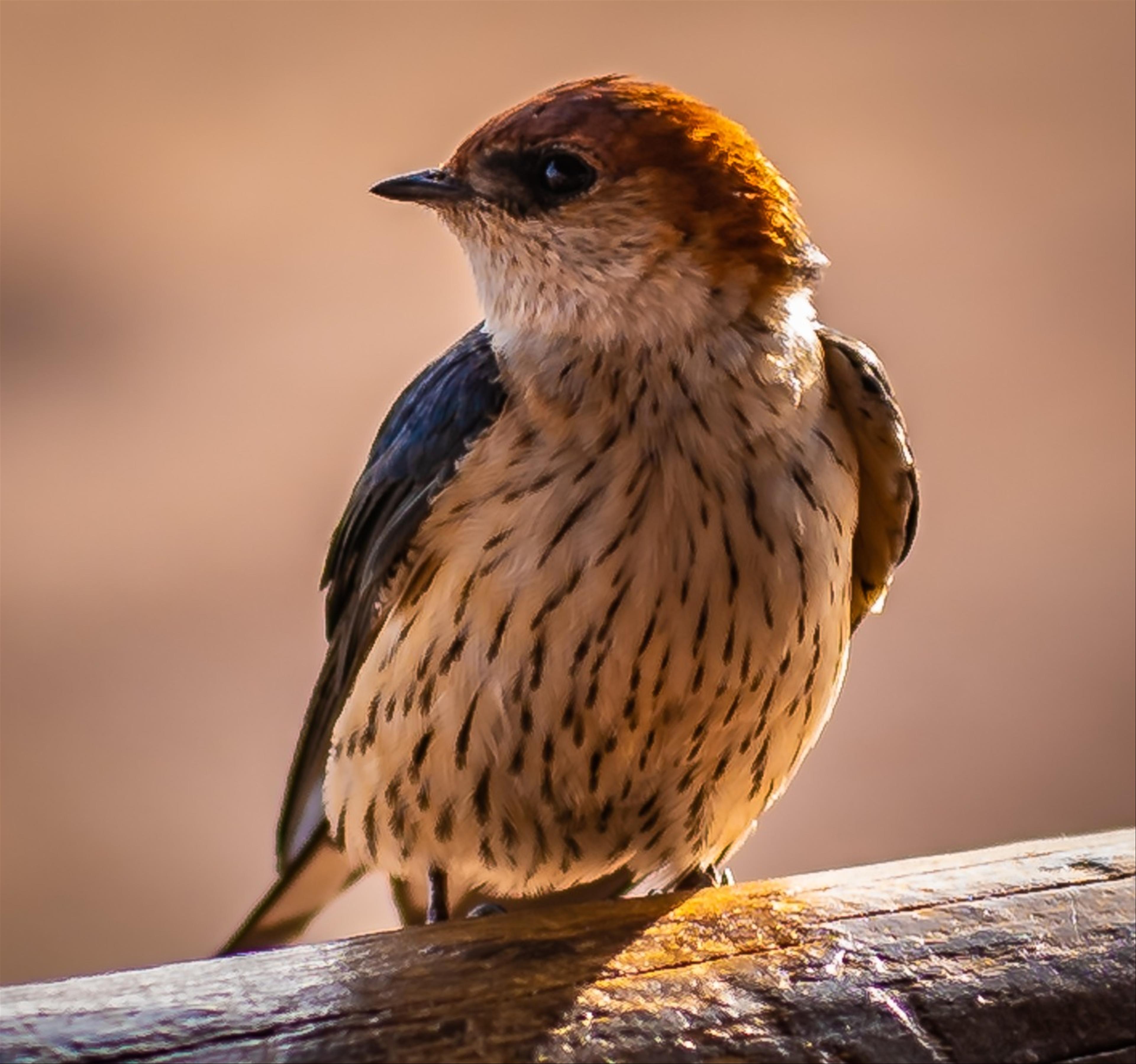 Swallow (Tachycineta bicolor, Atticora fasciata)