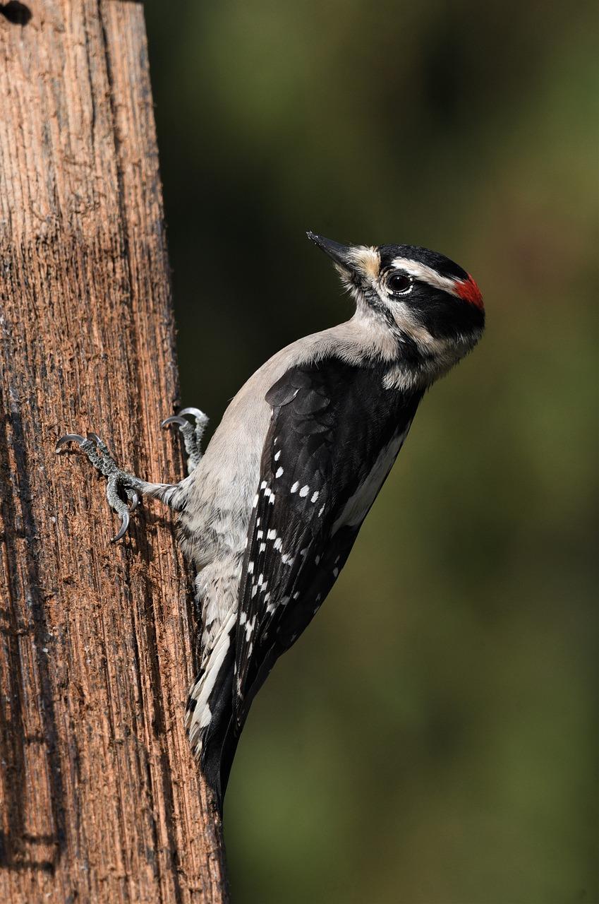 Downy Woodpecker (D. pubescens)