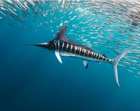 Black Marlin (Istiompax Indica)