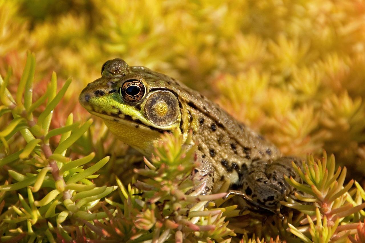 African Bullfrog (Pyxicephalus adspersus)