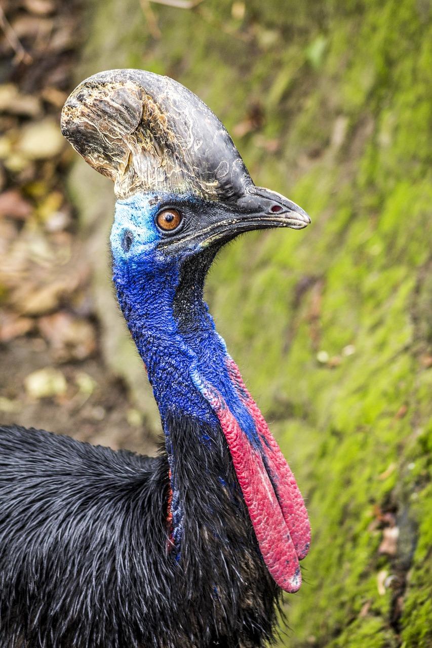 Cassowary (Casuarius spp.)