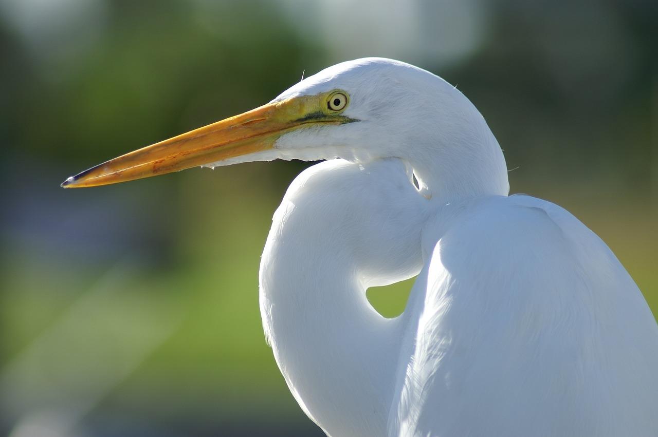 Great Egret (Ardea alba)