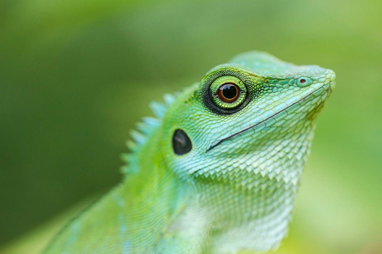 Anole Lizard Latest Facts & Pictures