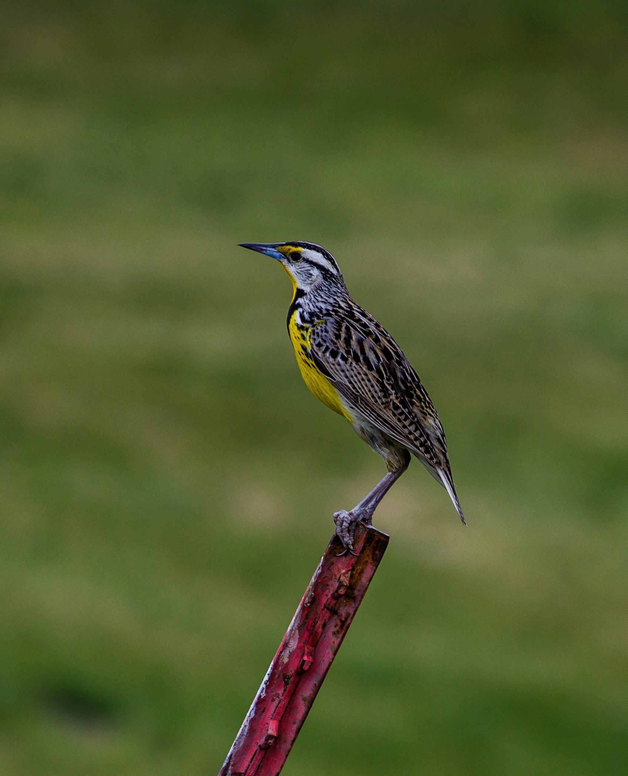 Eastern Meadowlark (Sturnella Magna)