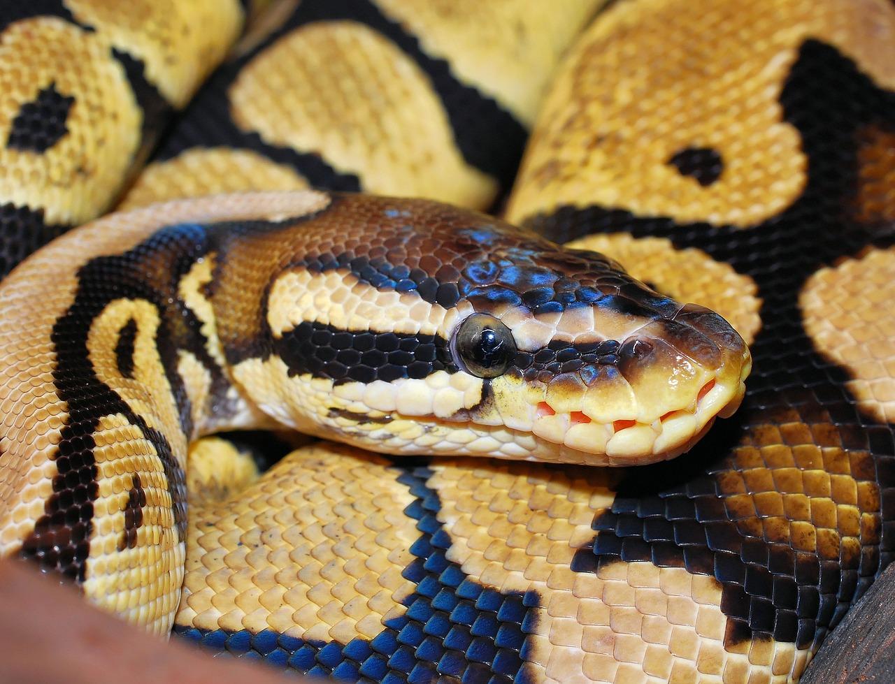 Ball Python (P. regius)