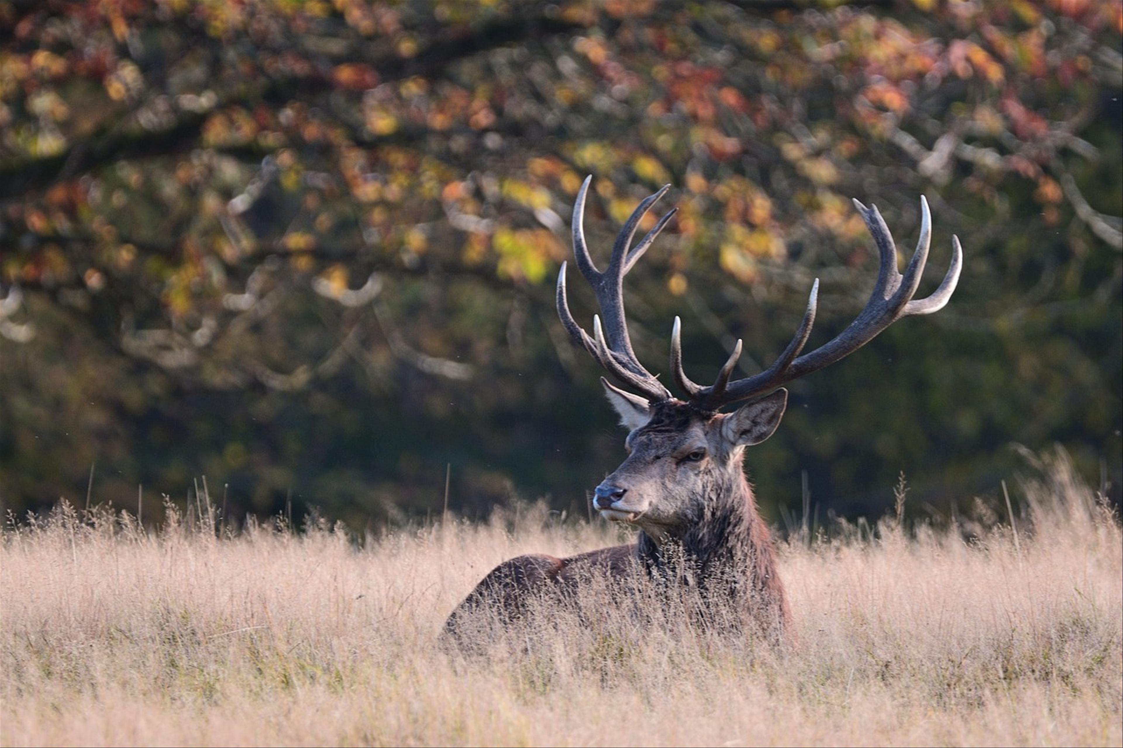 Deer (Odocoileus virginiana)