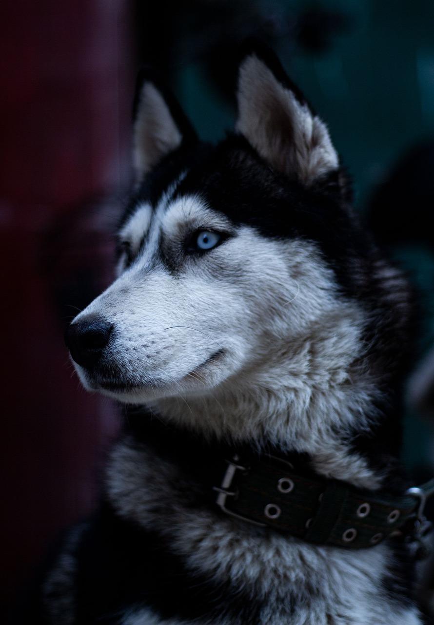 Husky (Canis lupus)