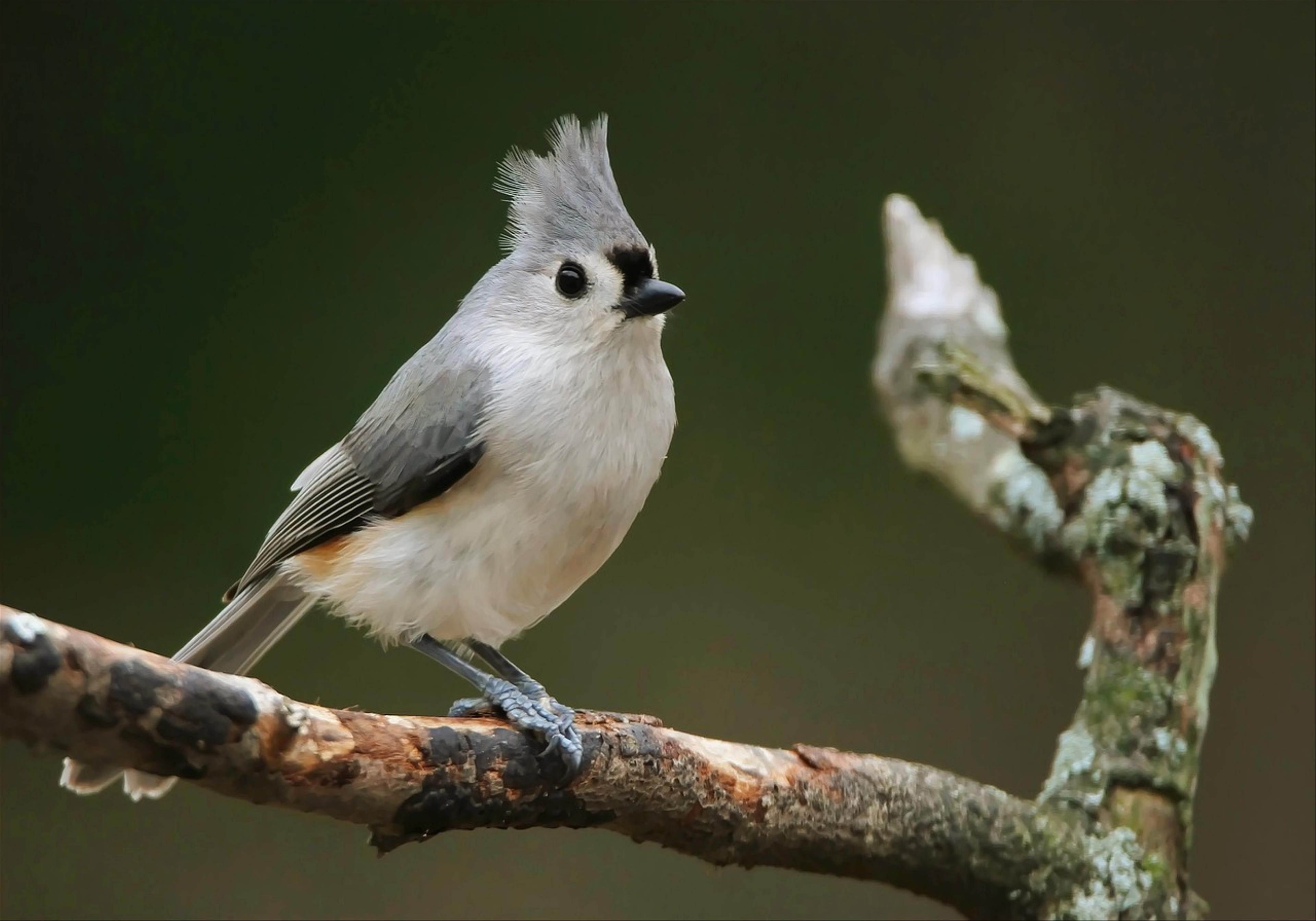 Tufted Titmouse (B. bicolor)