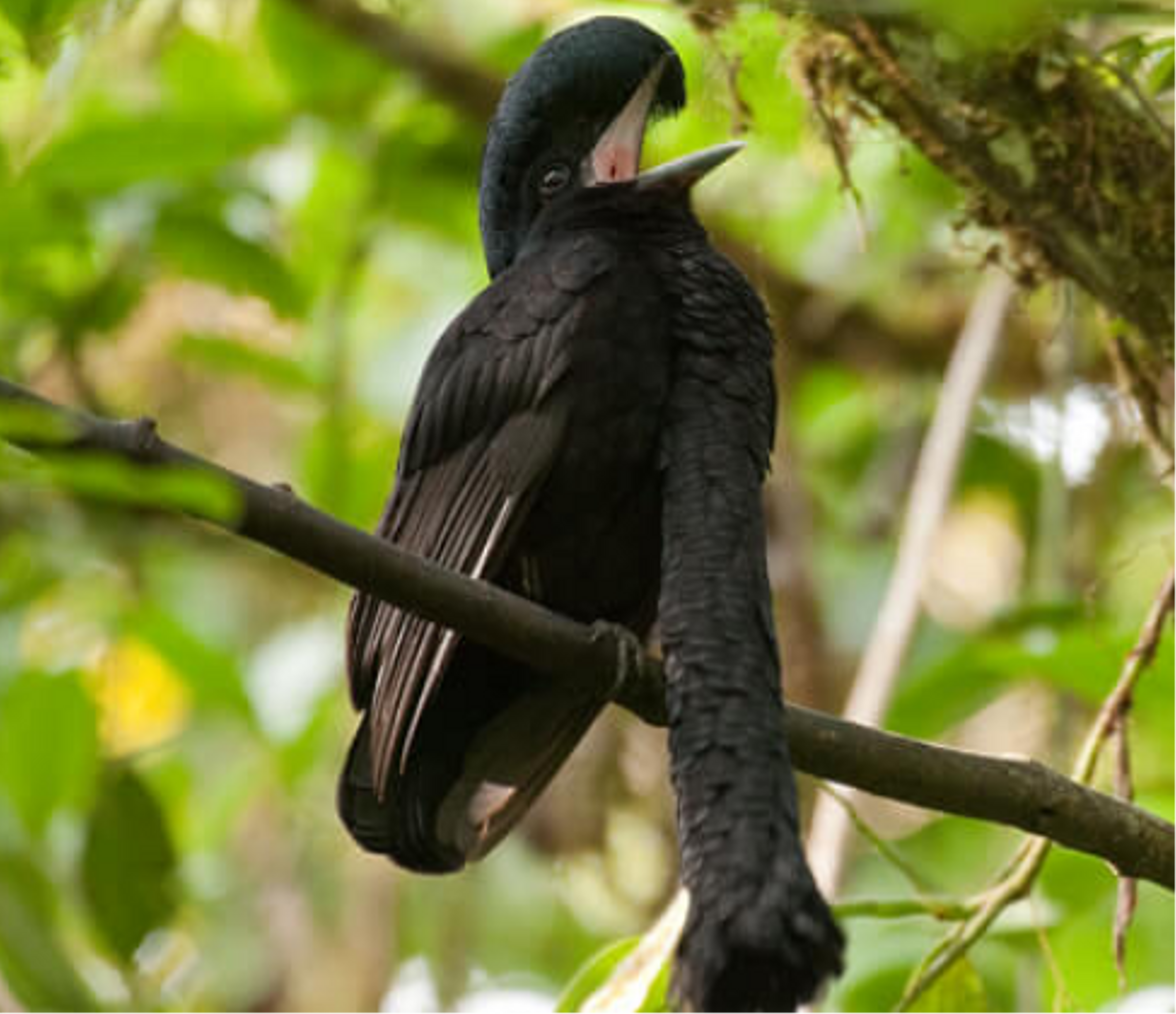 Umbrellabird (Cephalopterus)