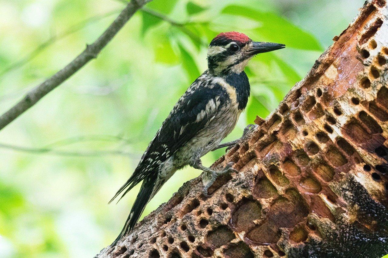 Yellow Bellied Sapsucker (Sphyrapicus varius)