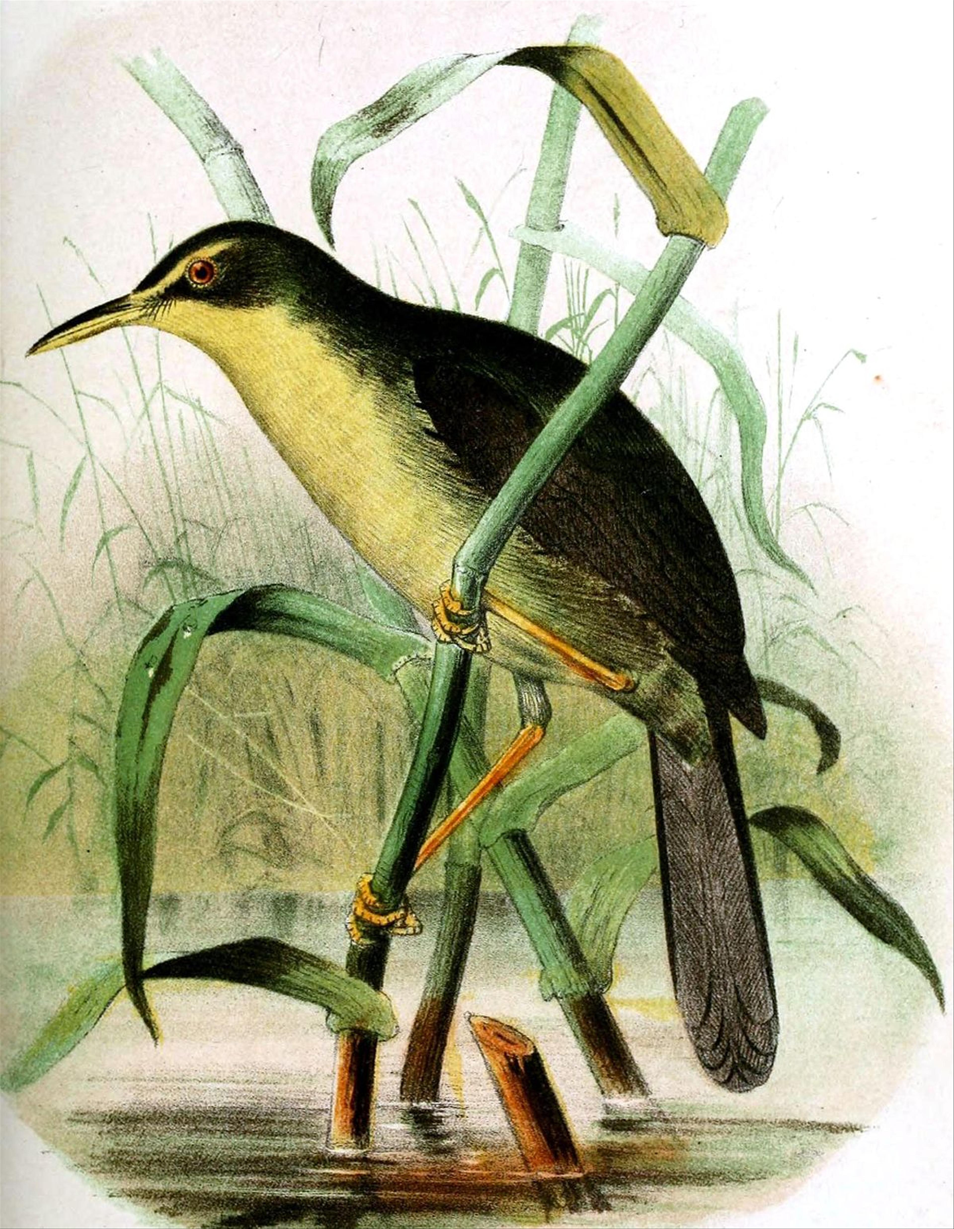 Palau bush warbler Birds