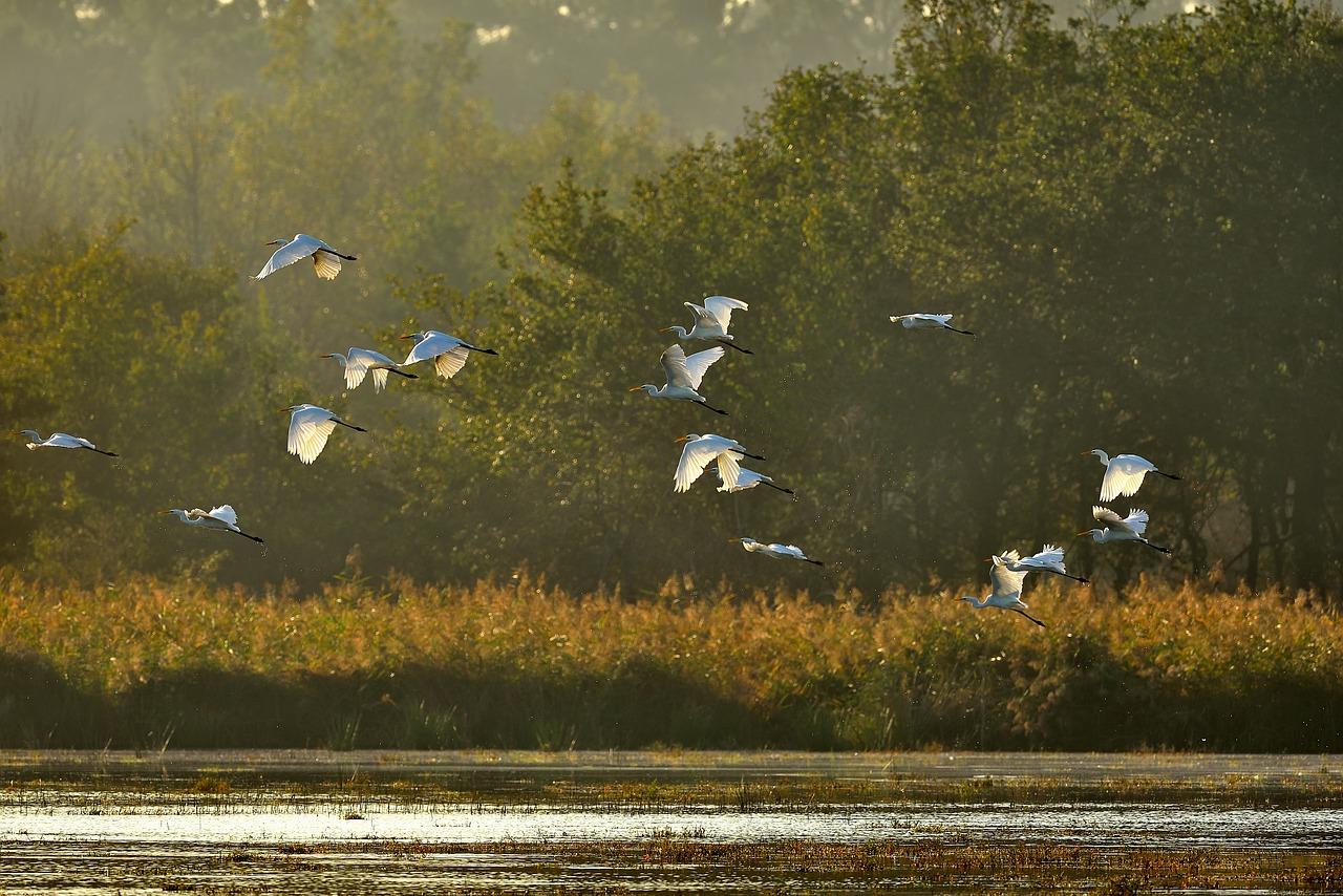 Birds’ Forest music