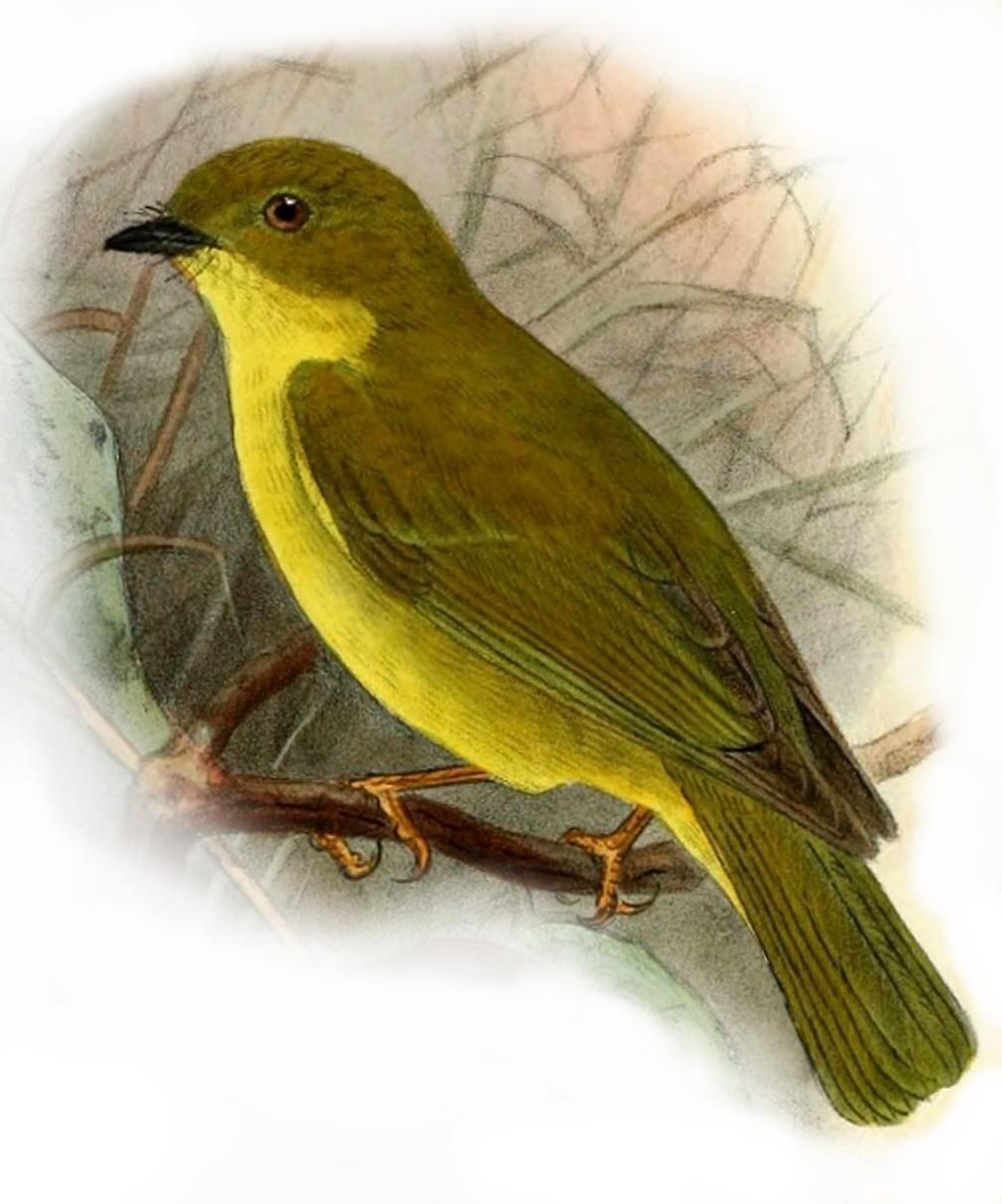 Canary Flyrobin  birds